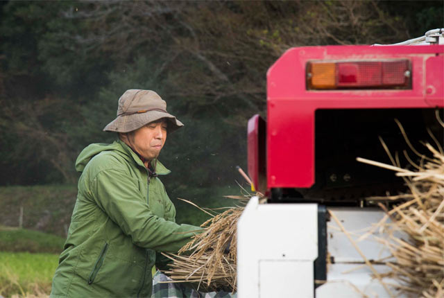 コンバインに稲を投入