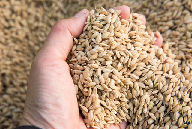 お米をガサッと手にしてみる