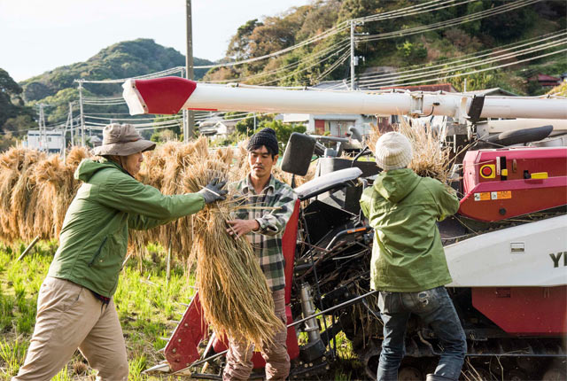 バケツリレーの要領でコンバインに稲を入れていく