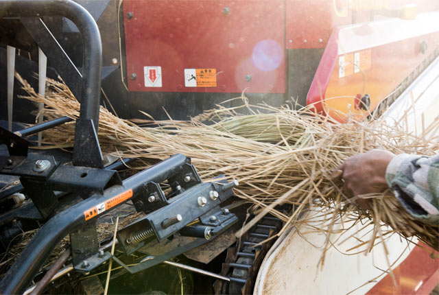 コンバインでの脱穀の様子