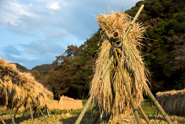 稲架（はさ）にかけられ天日干しにした稲