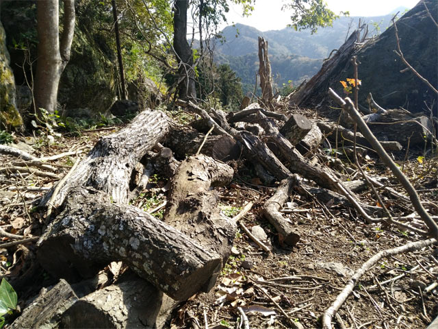 伊豆下田の里山