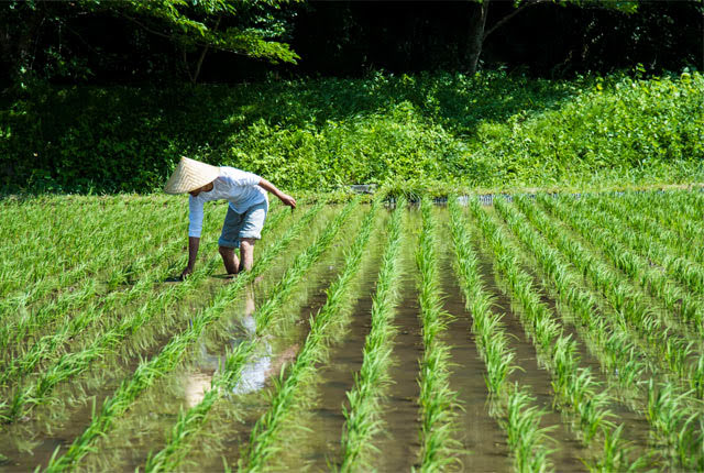 田植え