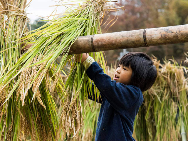 初めての米づくり