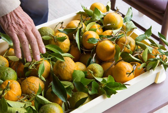 材料のひとつ橙（だいだい）