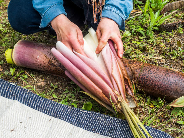 タケノコは先のほうだけを調理