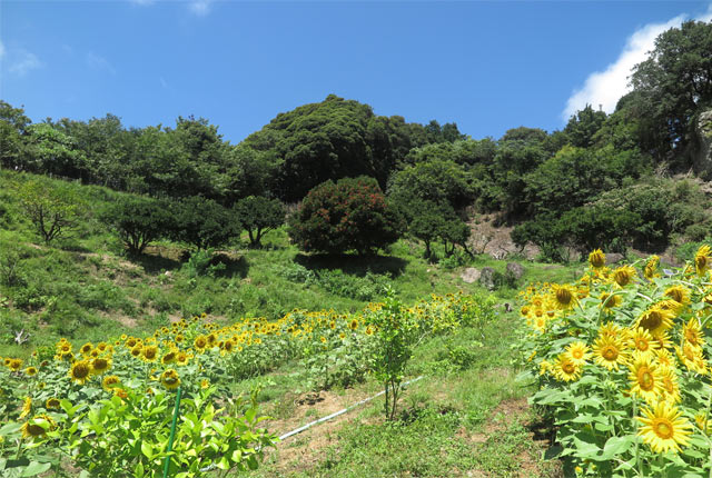 柵を設置してからレモンの苗を植え、ひまわりの種をまきました