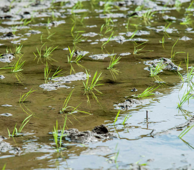手植えした稲
