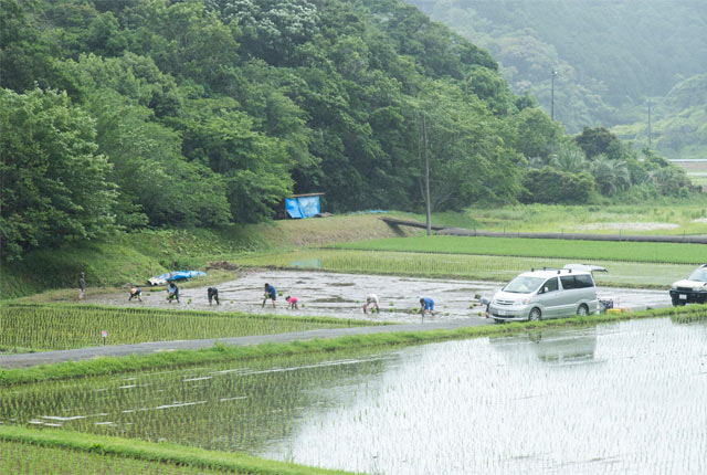 我が家の田んぼ