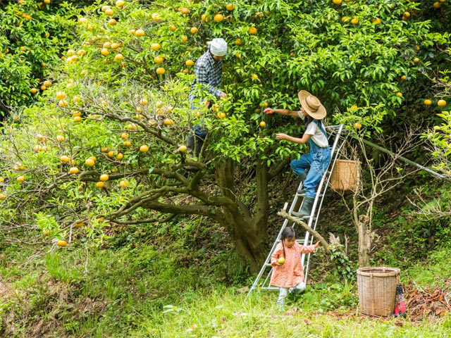 果物を家族で収穫中