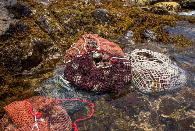 網の中にはたくさんのサザエやアワビ、トコブシが