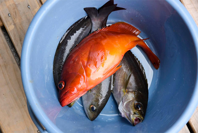 飯田さんにいただいたお魚