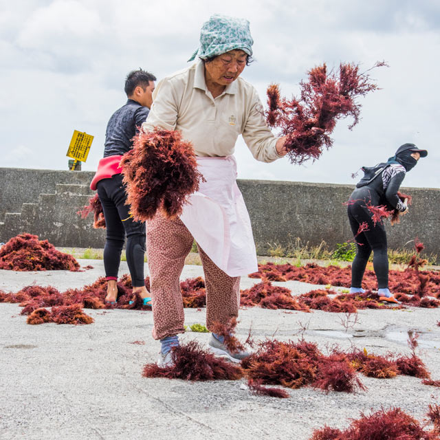天草を天日干し
