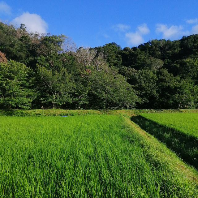 青々と育った稲