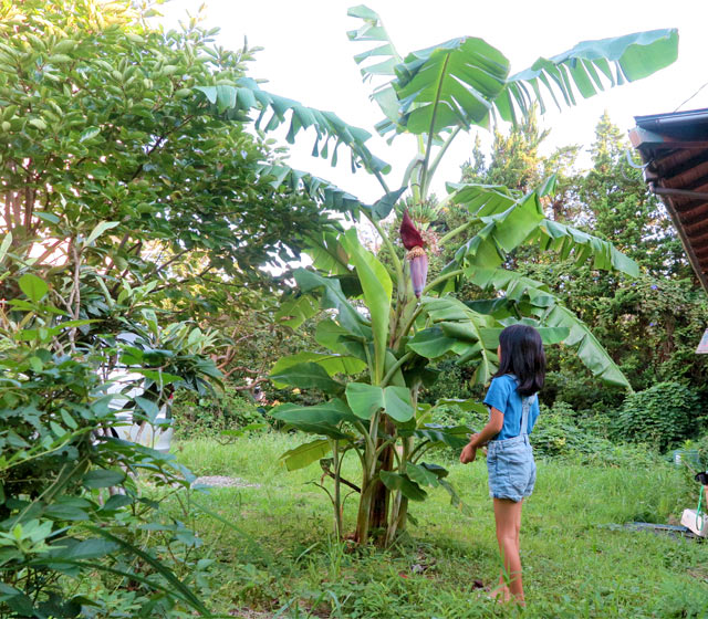 庭で育つバナナの木