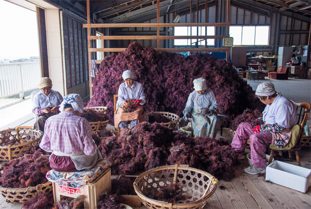 出荷作業中の海女さん