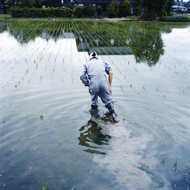 水田での作業風景