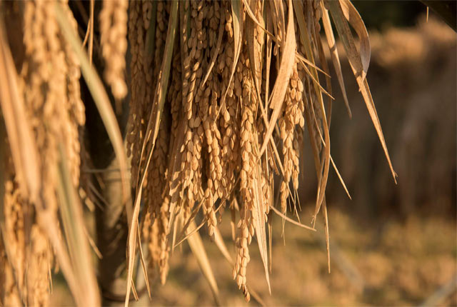 天日干しされた稲