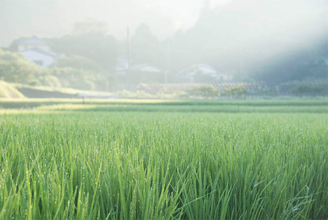 朝靄の中の田んぼ