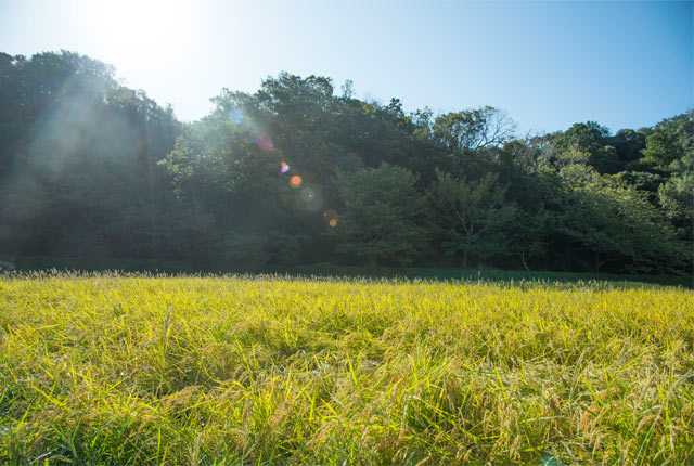 台風が去った後の田んぼ
