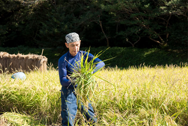 稲を束ねる様子