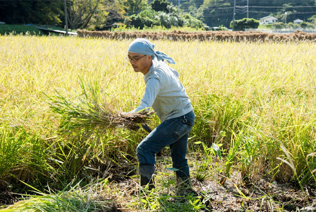稲刈り中の夫
