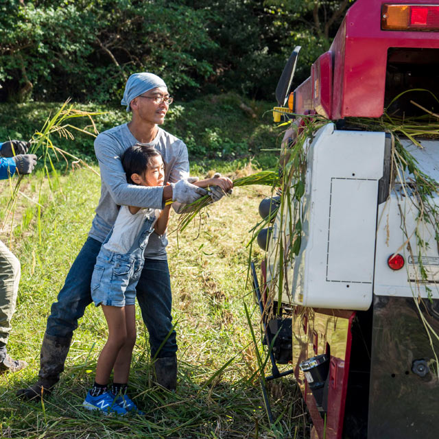 コンバインに入れ脱穀