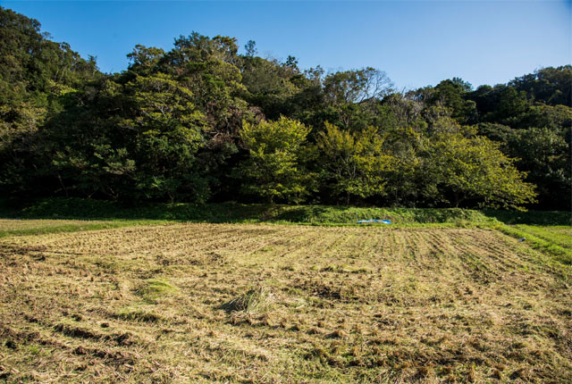 稲刈り終了後の田んぼ