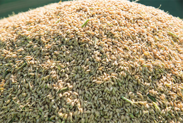 脱穀されたお米