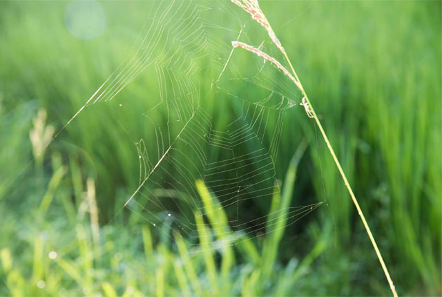 稲穂に蜘蛛の巣が