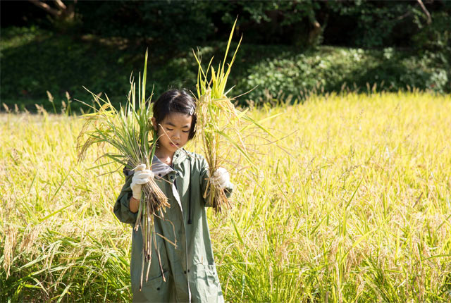 稲を運ぶ娘
