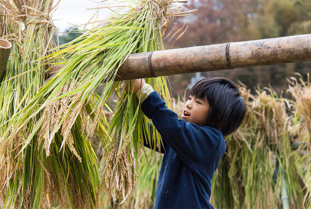 稲架に稲をかける娘