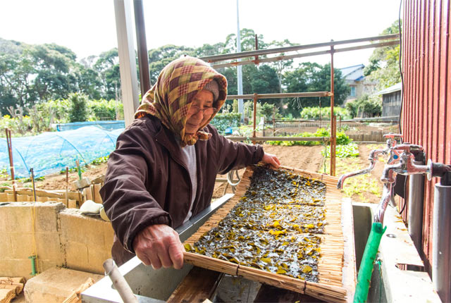 はんばのりを干す