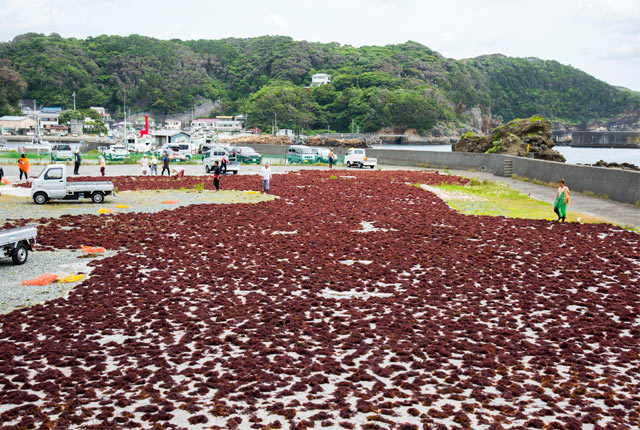 天草を干す光景