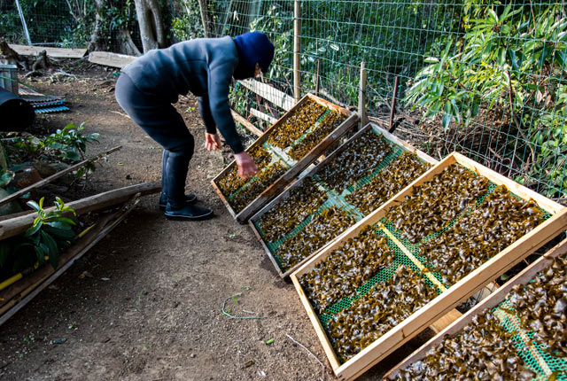 いよいよ天日干し