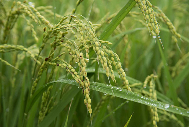 南伊豆で育った稲穂