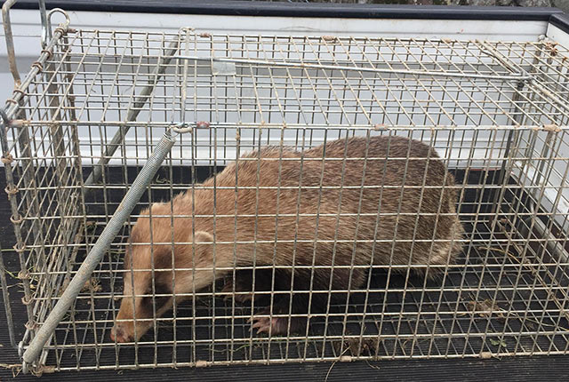 捕獲されたアナグマ