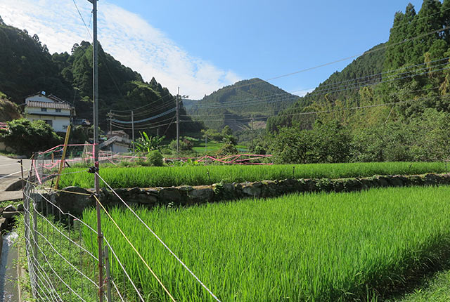 稲が育った田んぼ