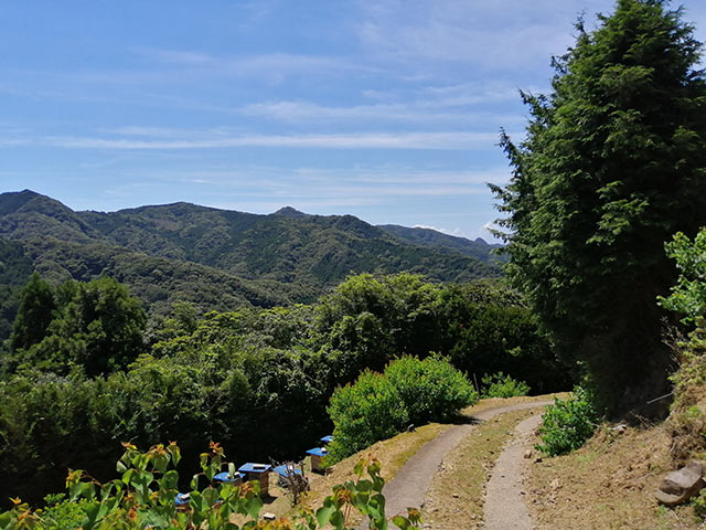 ナンキンハゼだけが増えている