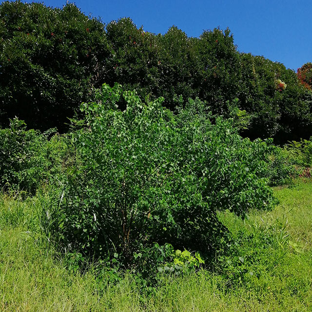 ナンキンハゼの木