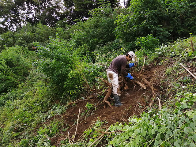 手作業でナンキンハゼを抜いてみる