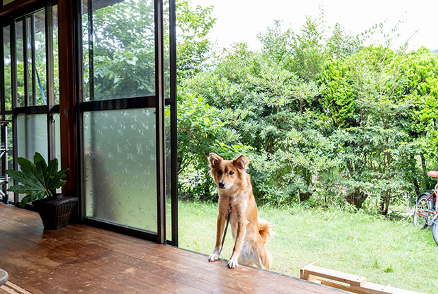 軒先から愛犬が顔を出す