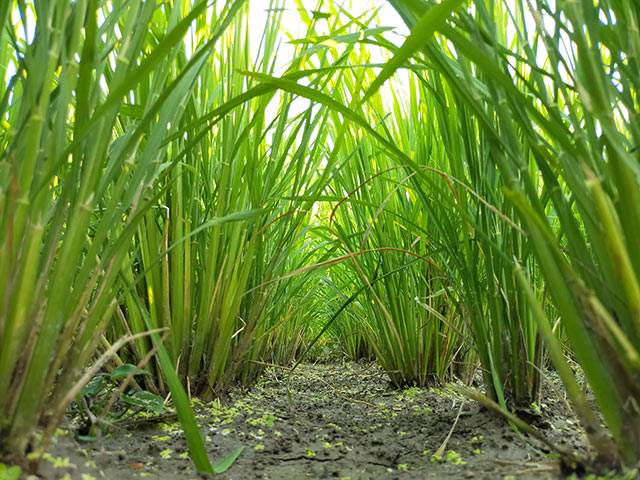 「中干し」中の稲