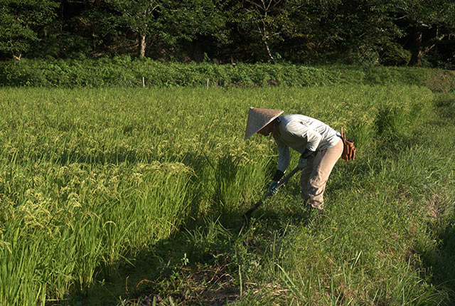 竹笠をかぶって田んぼ作業中