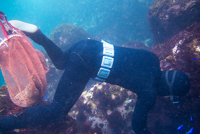 全身ウェットスーツで漁を行う
