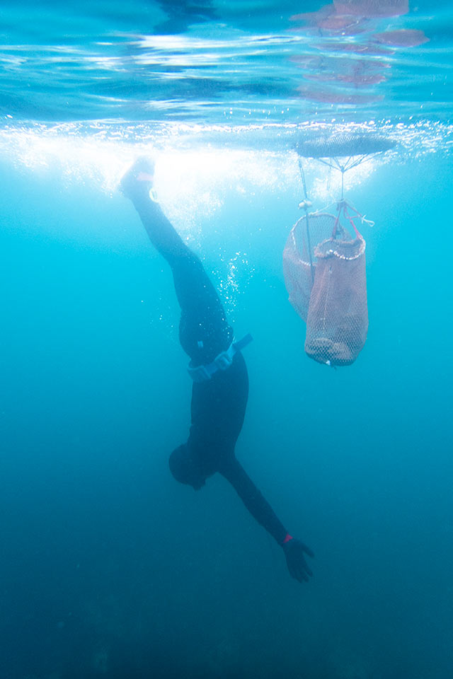 再び一直線に海底へめがけ潜る漁師
