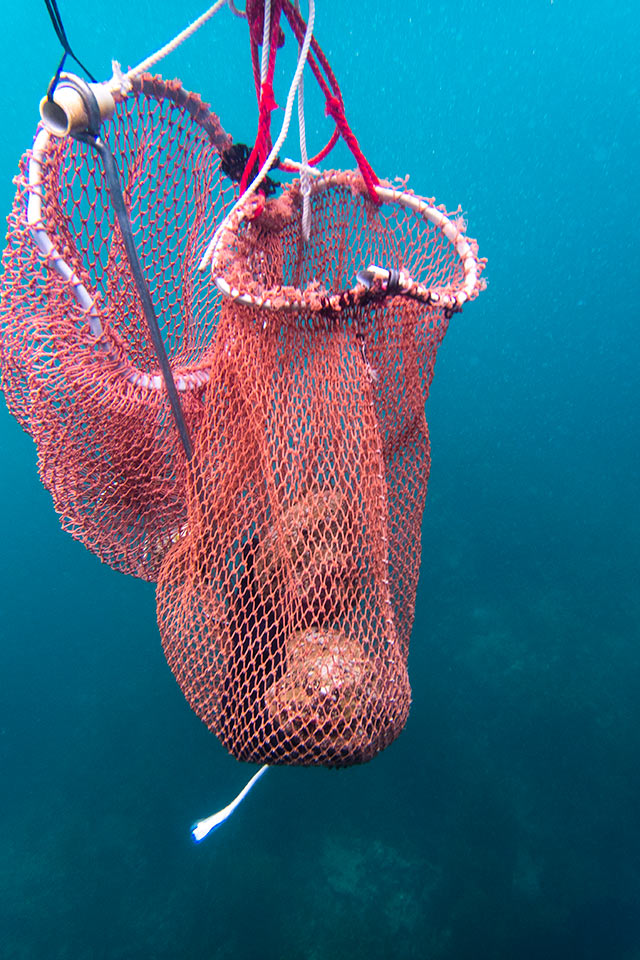 今回獲れた貝類