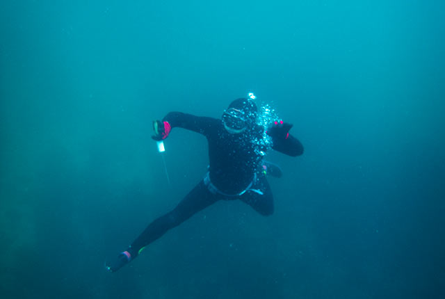 さらに海中で漁を続行