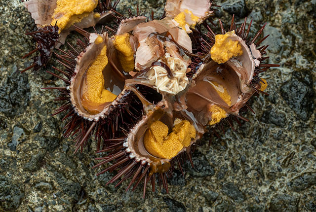 その場でウニを割る