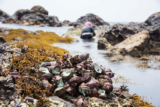 収穫したサザエ